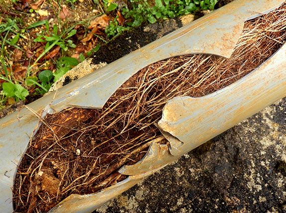 Cracked stormwater pipe from tree roots